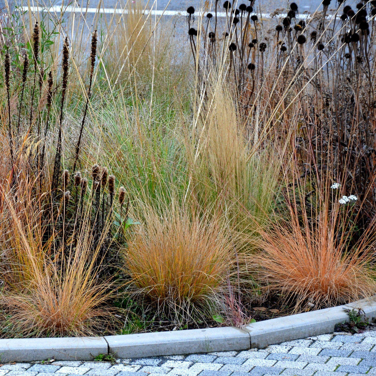 Pennisetum alopecuroides 'JS Jommenik' PP #27,435  - Lumen Gold™ Fountain Grass