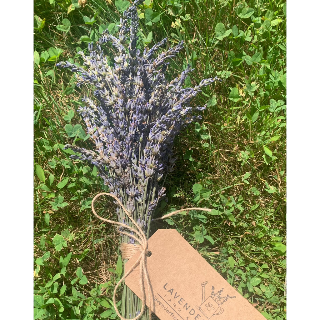 Dried Lavender Bunch