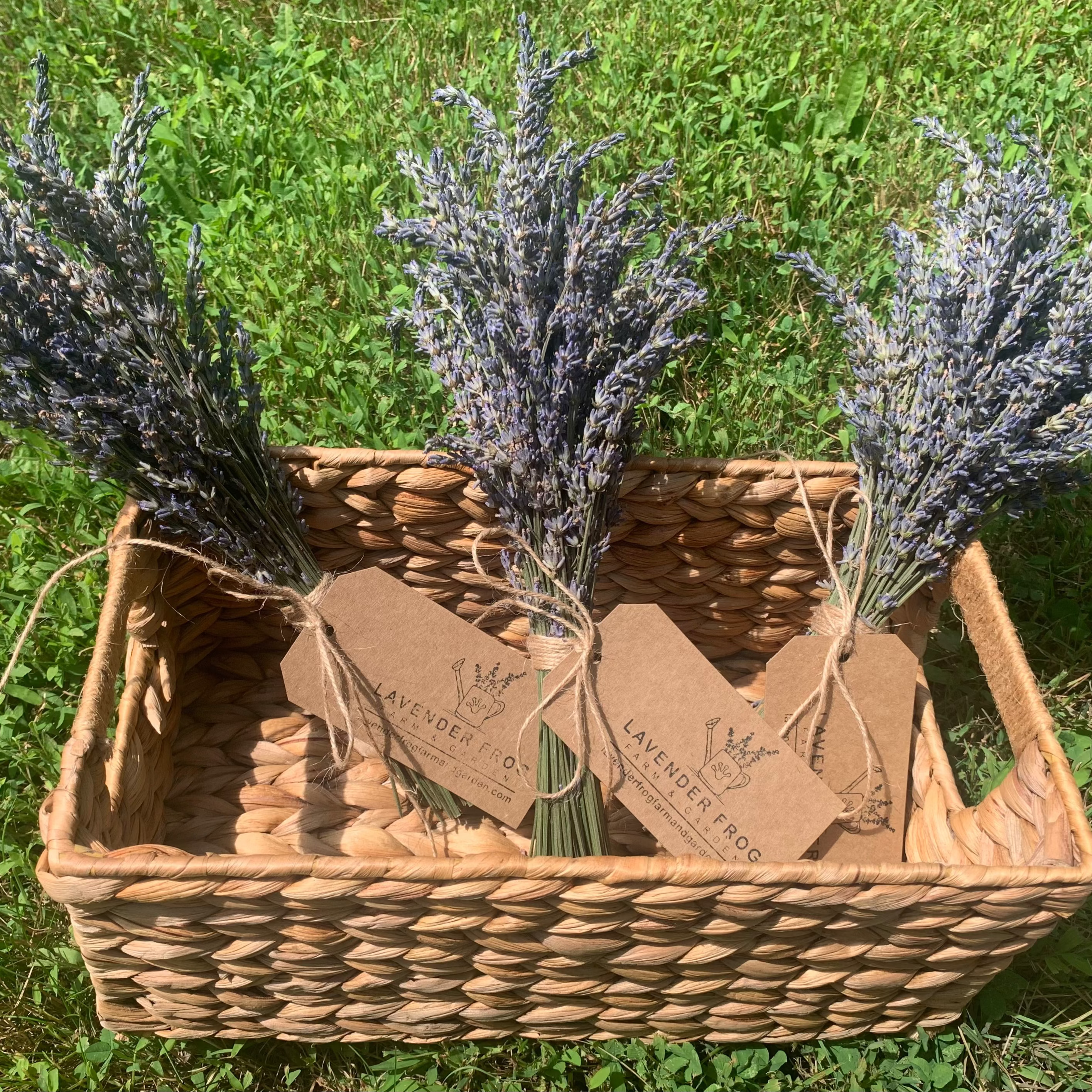 Dried Lavender Bunch