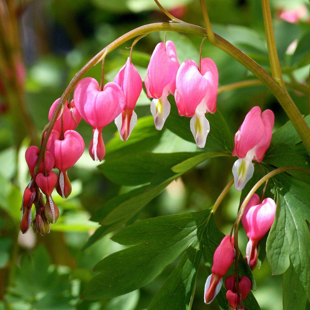 Dicentra spectabilis  - Asian Bleeding Heart