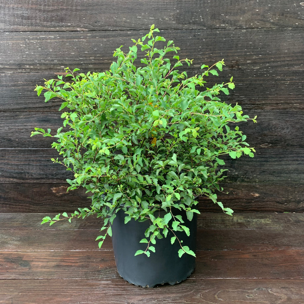 Spiraea x vanhouttei 'Renaissance'  - Renaissance Spirea