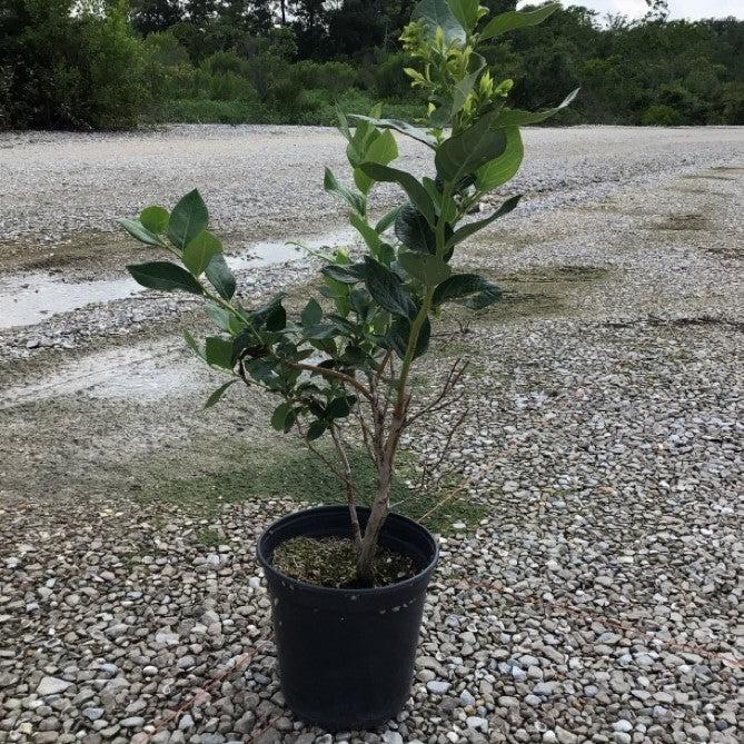 Vaccinium corymbosum 'Duke'  - Duke Highbush Blueberry
