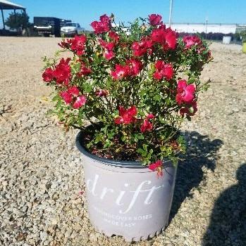 Rosa 'Meigalpio' PP#17,877  - Red Drift® Rose