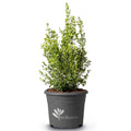 Buxus 'HER2010B02’ PP32,309  - BetterBoxwood® Heritage™ Boxwood