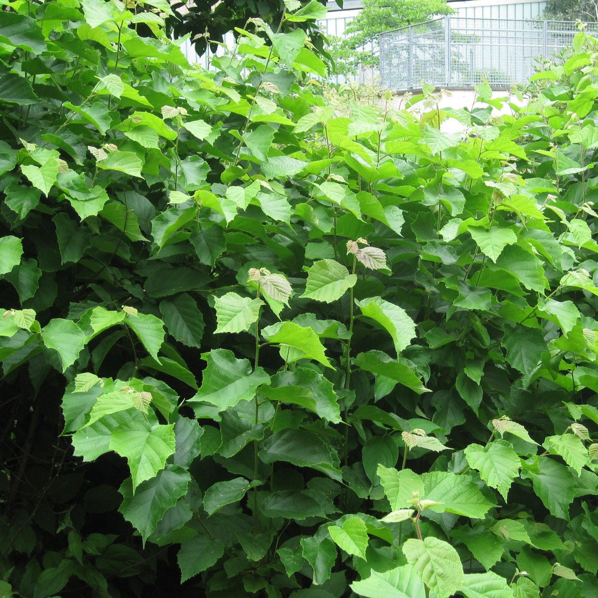 Corylus americana  - Hazelnut, American Filbert