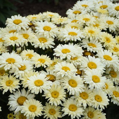 Leucanthemum superbum ’Banana Cream II’  - PW® Amazing Daisies® Banana Cream II Shasta Daisy