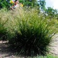 Deschampsia cespitosa  - Tufted Hairgrass