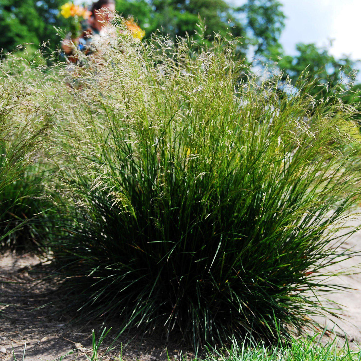 Deschampsia cespitosa  - Tufted Hairgrass