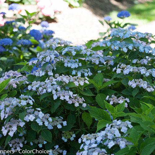 Hydrangea serrata 'MAKD'  - Tiny Tuff Stuff™ Hydrangea