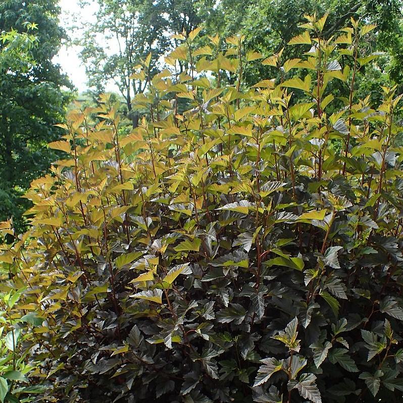 Physocarpus opulifolius 'Seward'  - Summer Wine® Ninebark