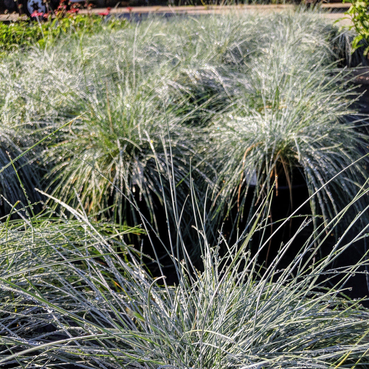 Festuca glauca 'Elijah Blue'  - Blue Fescue