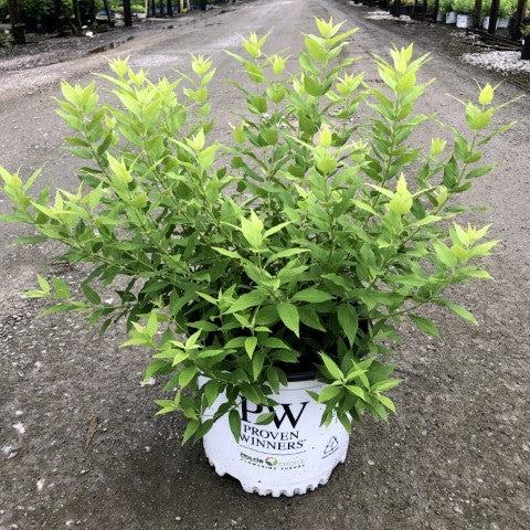 Deutzia gracilis 'Duncan' PP16,098  - Chardonnay Pearls® Deutzia