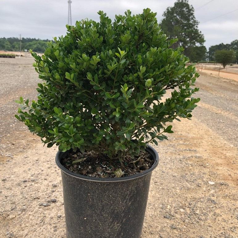 Ilex crenata 'Compacta'  - Compact Japanese Holly