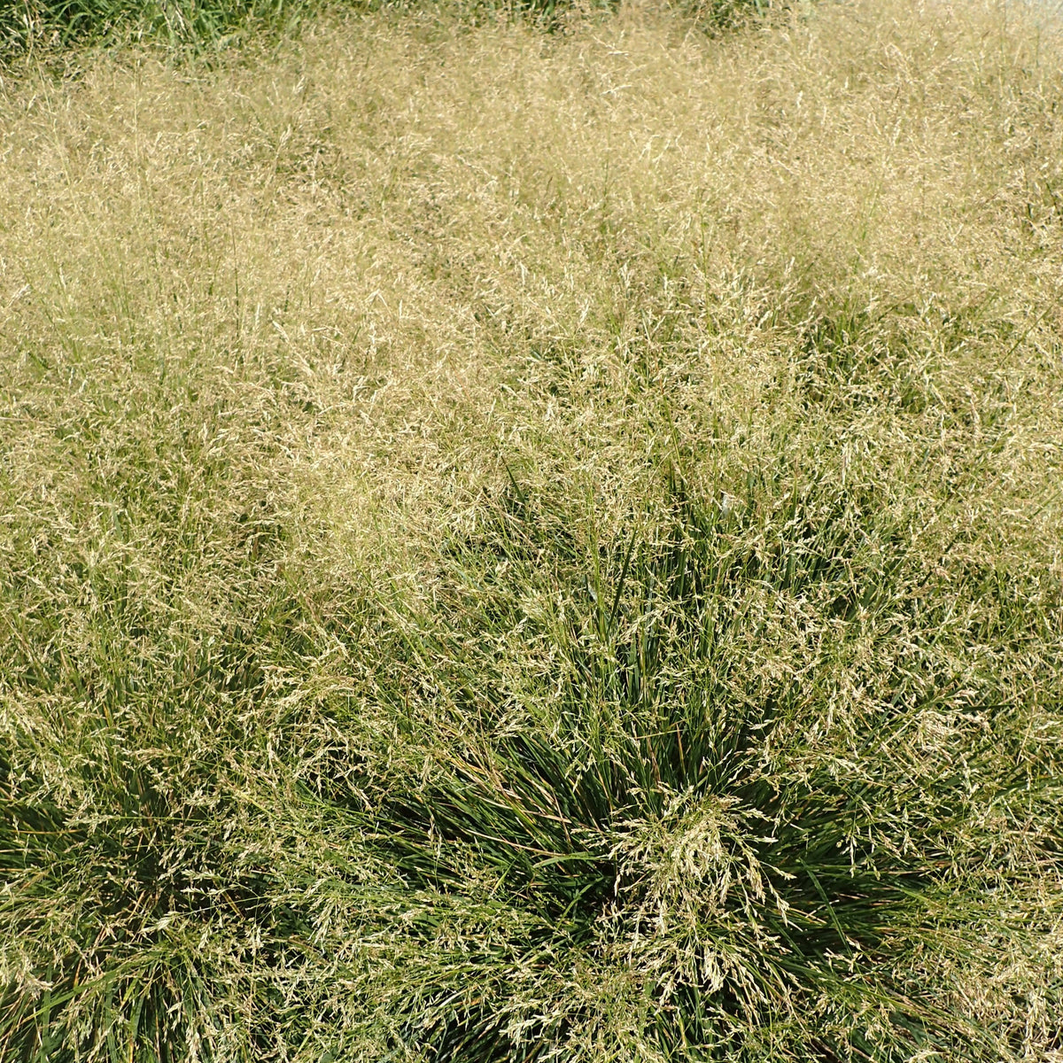 Deschampsia cespitosa 'Goldtau'  - Golden Dew Tufted Hair Grass