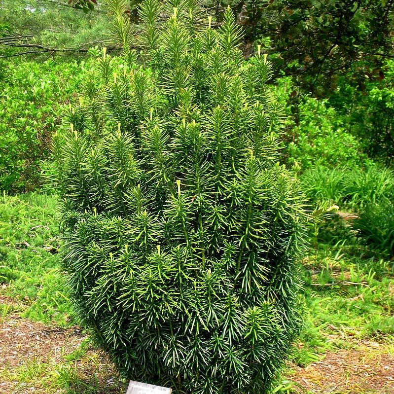 Cephalotaxus harringtonia 'Fastigiata'  - Upright Japanese Plum Yew