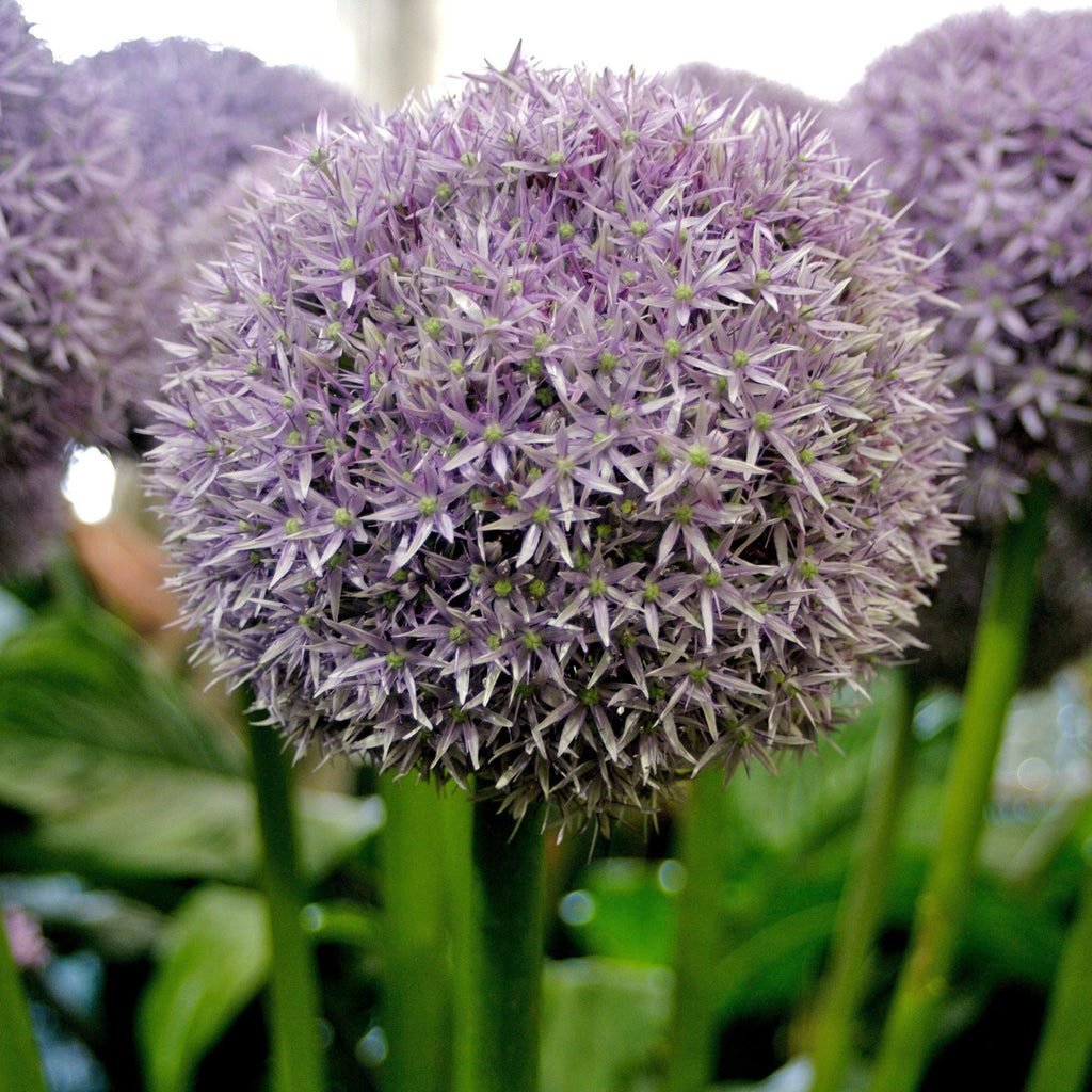 Allium 'Globemaster'  - Globemaster Ornamental Onion