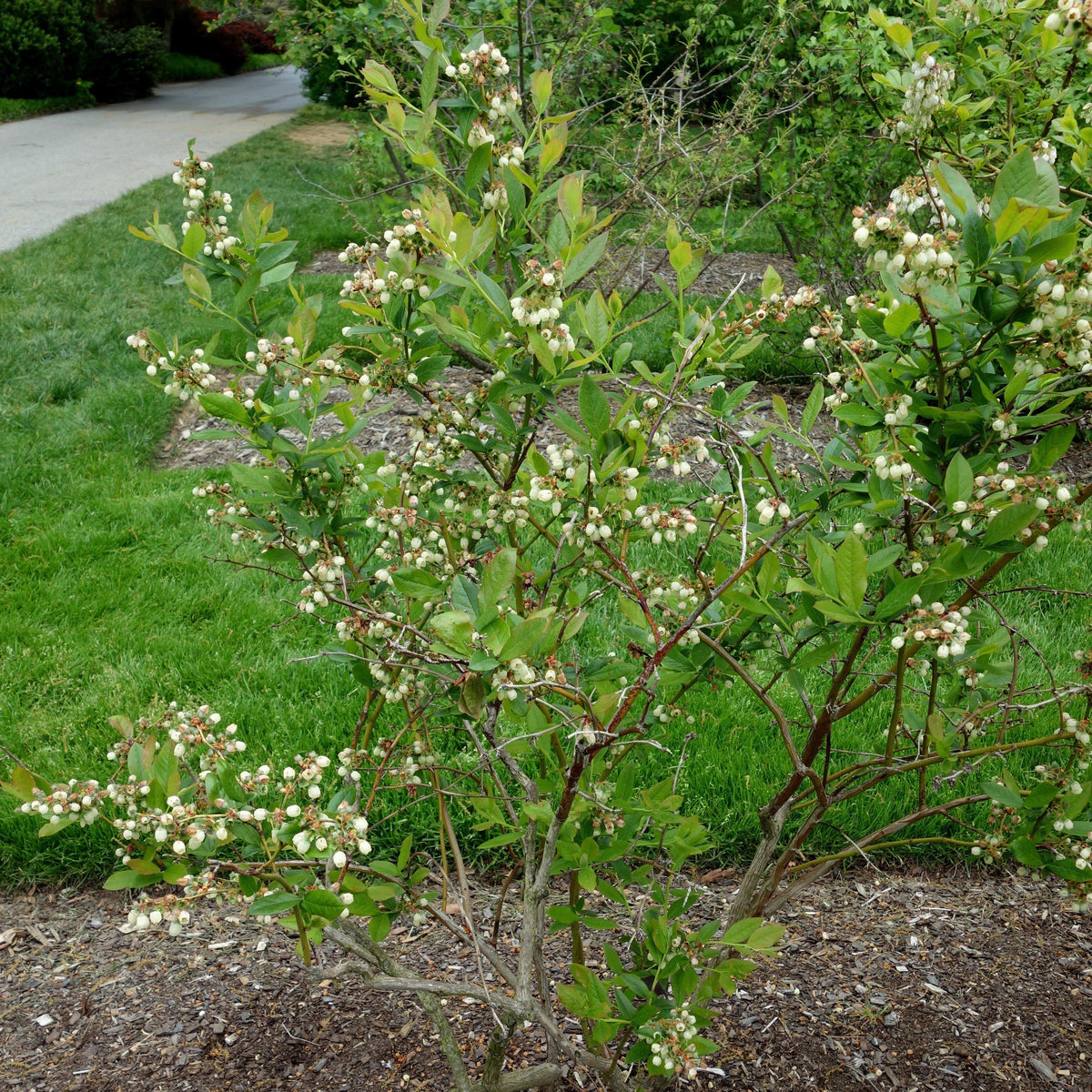 Vaccinium corymbosum 'Patriot'  - Patriot Highbush Blueberry