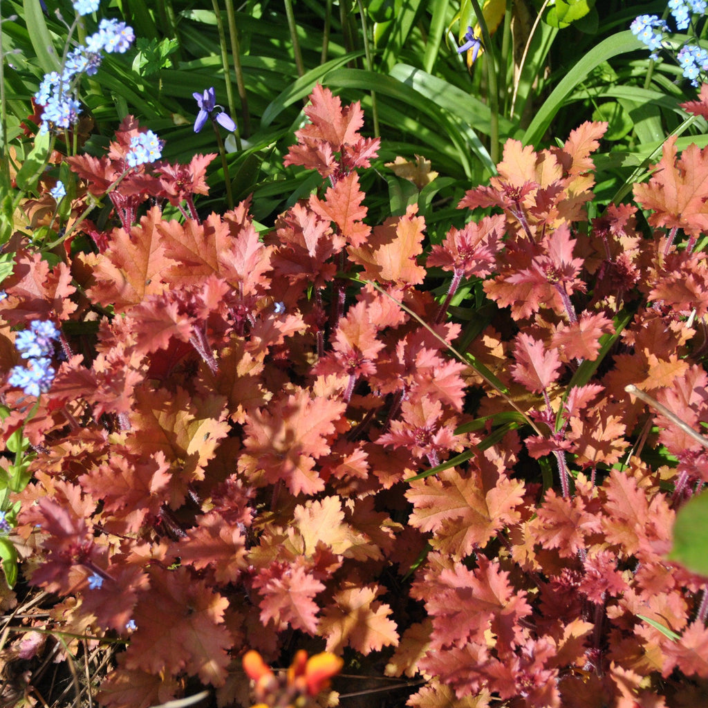 Heuchera 'Caramel' PP16,560  - Caramel Coral Bells, Heuchera