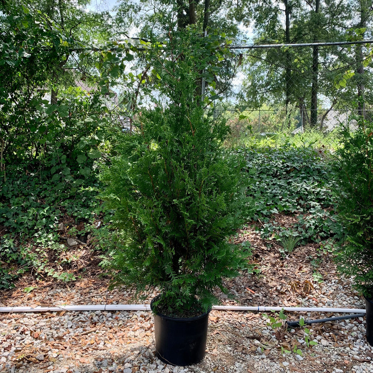 Thuja standishii x plicata 'Green Giant'  - Green Giant Arborvitae
