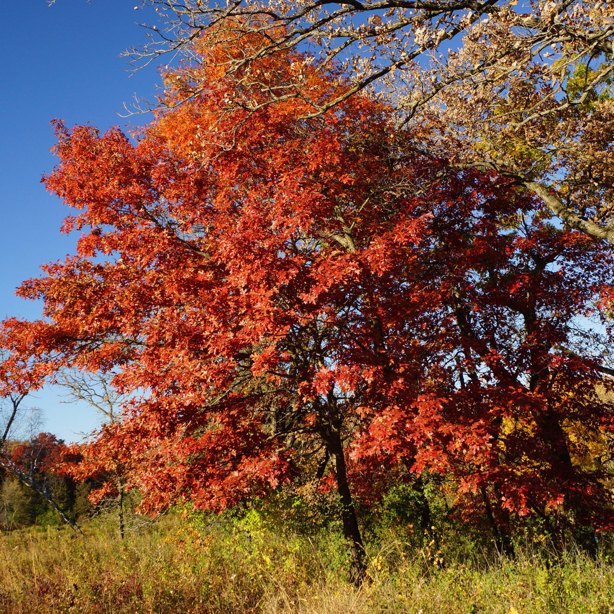 Quercus rubra  - Northern Red Oak