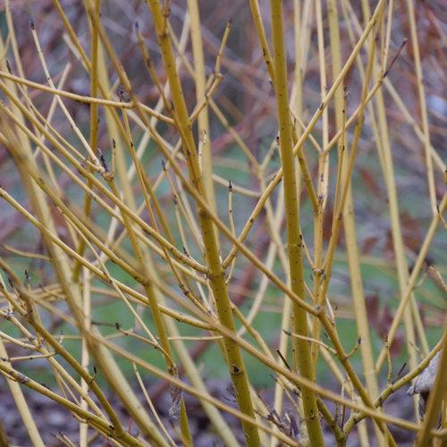 Cornus stolonifera 'SMNCSBD'  - PW® Arctic Fire® Yellow Twig Dogwood