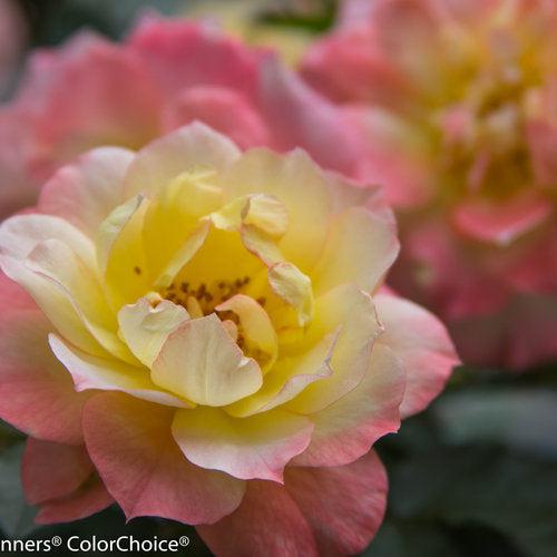 Rosa 'Chewnicebell' PP26532  - PW® Color Choice® OSO Easy Italian Ice® Rose