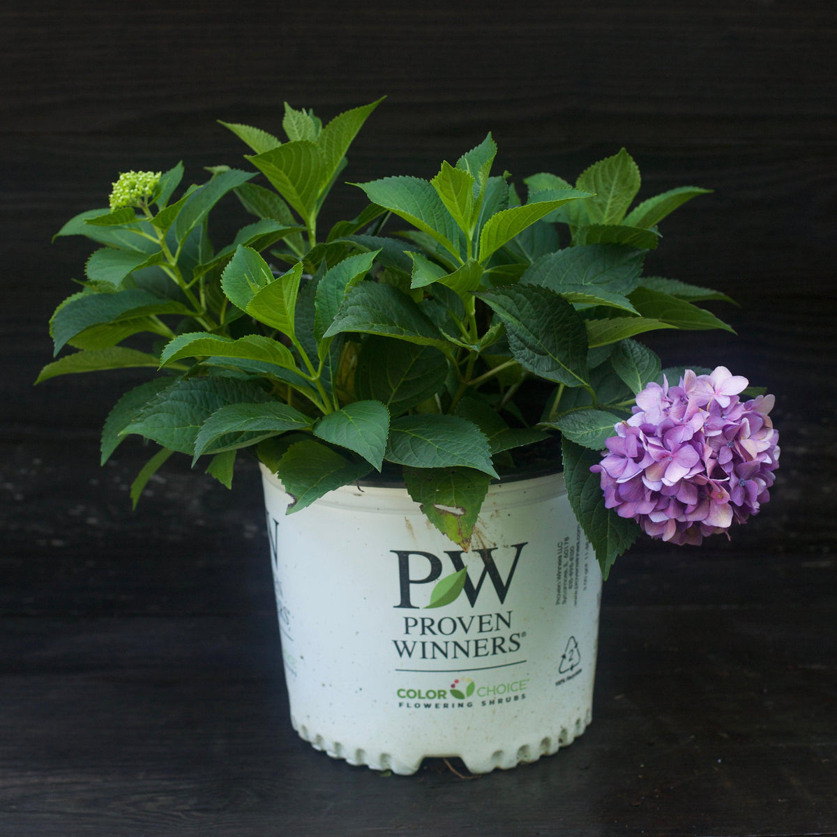 Hydrangea x 'SMNHSC'  - Let's Dance® ¡Arriba!® Hydrangea