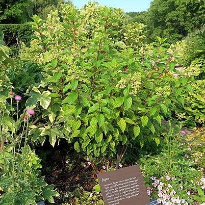 Hydrangea paniculata 'Renhy'  - First Editions® Vanilla Strawberry™ Hydrangea
