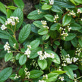 Cotoneaster sal. 'Repandens'  - Willowleaf Cotoneaster