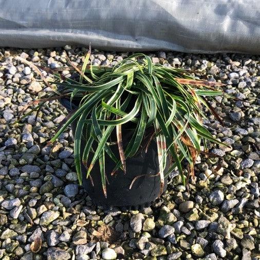 Liriope muscari 'Variegata'  - Variegated Lily Turf