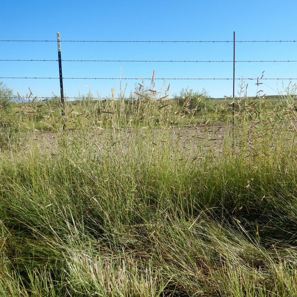Bouteloua gracilis  - Blue Grama, Mosquito Grass