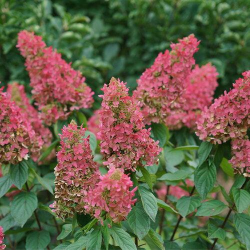 Hydrangea paniculata 'ILVOHPPRM' PP35,334  - Pinky Winky Prime® Hydrangea