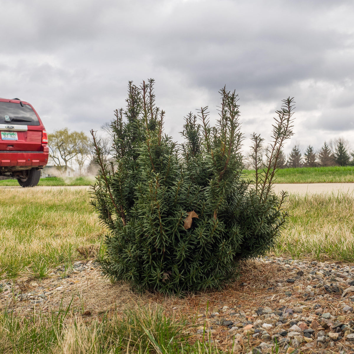Taxus × media 'Hicksii'  - Hick's Yew