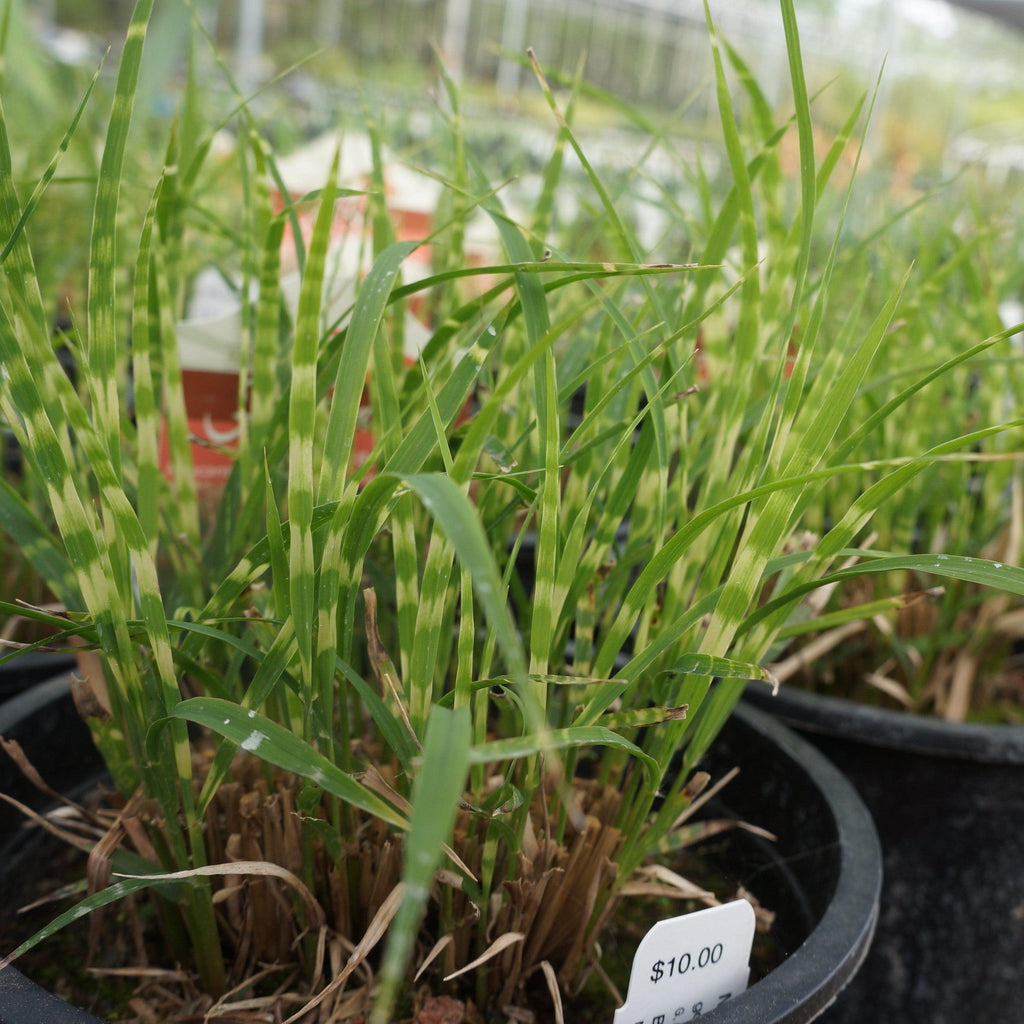 Miscanthus sinensis 'NCMS2B'  - Bandwidth Maiden Grass