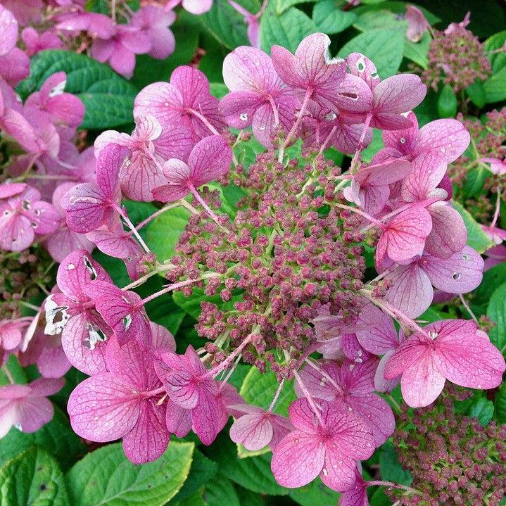 Hydrangea paniculata 'SMHPLQF'  - Little Quick Fire® Hydrangea