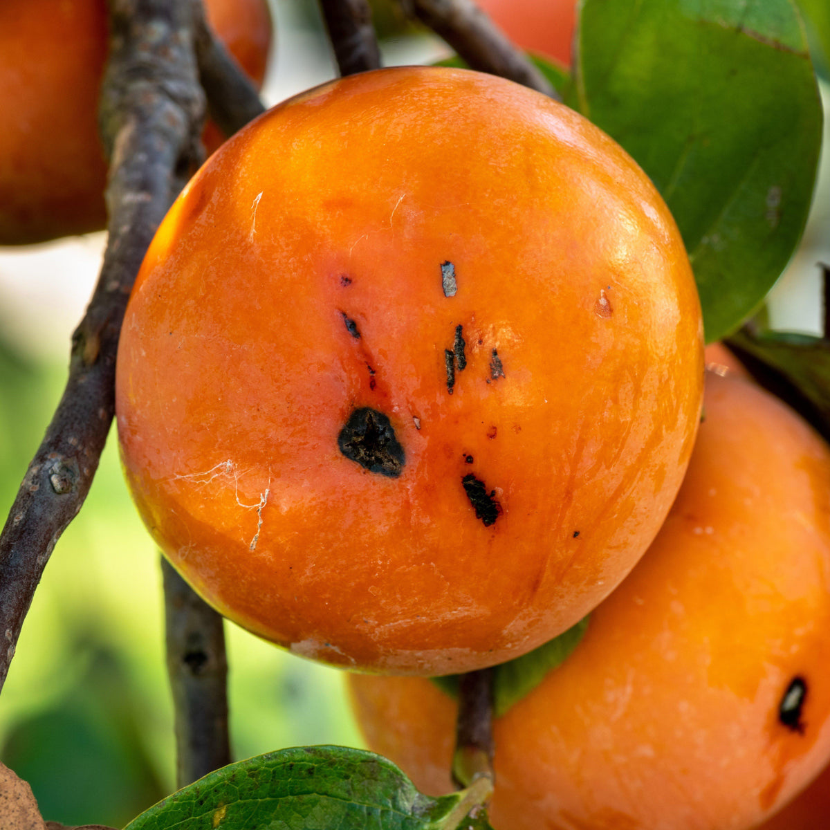 Diospyros virginiana  - Persimmon