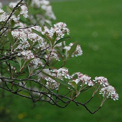 Aronia arbutifolia 'Brilliantissima'  - Brilliant Red Chokeberry
