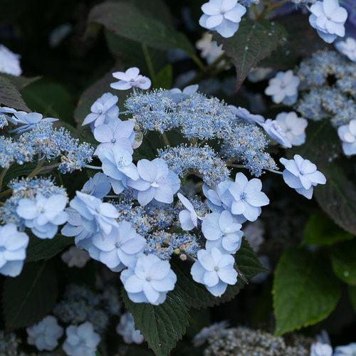 Hydrangea serrata 'MAKD'  - Tiny Tuff Stuff™ Hydrangea