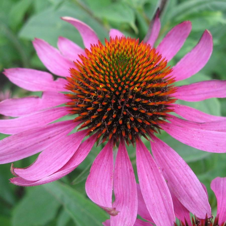 Echinacea purpurea  - Purple Coneflower