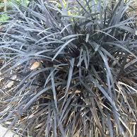 Ophiopogon planiscapus 'Nigrescens'  - Black Mondo Grass