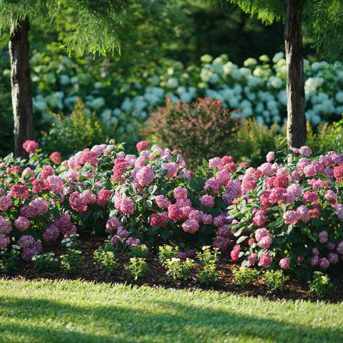 Hydrangea arborescens 'NCHA3'  - Invincibelle® Ruby Hydrangea