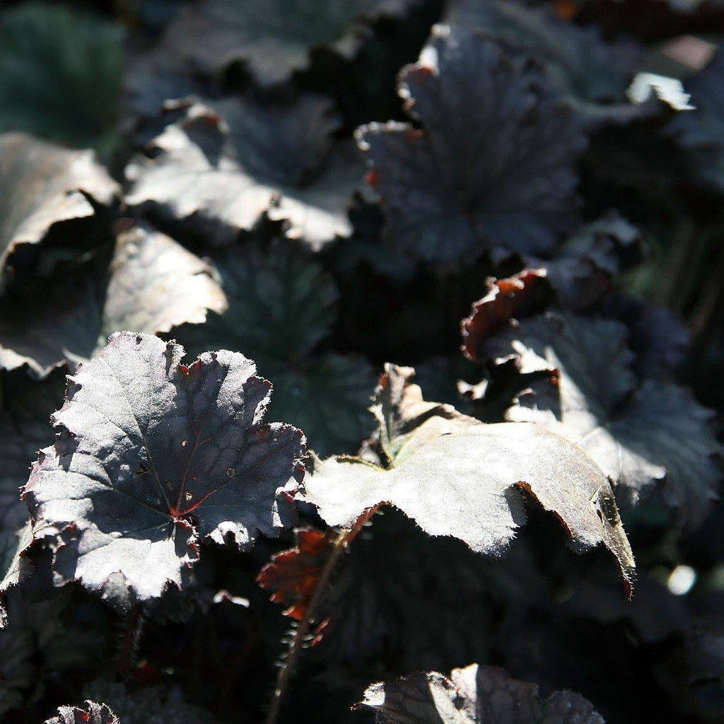Heuchera x 'Frosted Violet'  - Frosted Violet Coral Bells