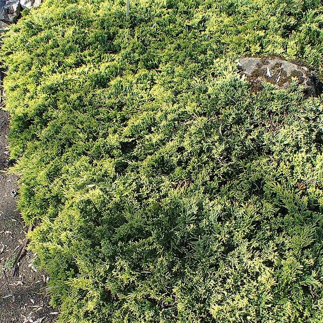 Juniperus horizontalis 'Golden Carpet'  - Golden Carpet Creeping Juniper