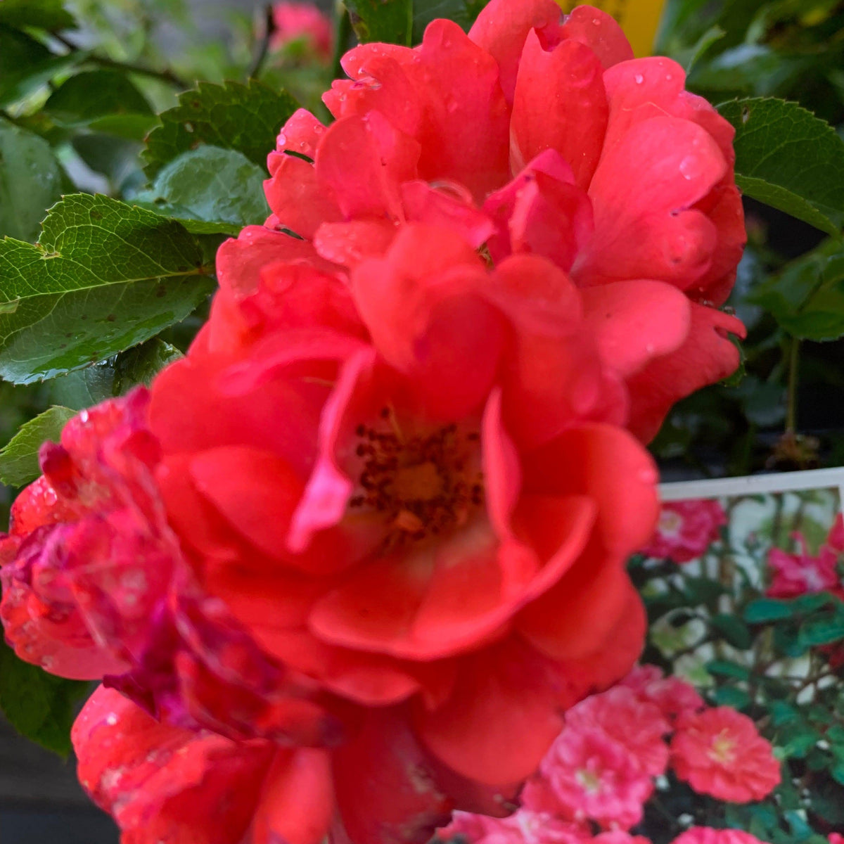 Rosa ‘Meidrifora' PP #19,148  - Coral Drift® Rose