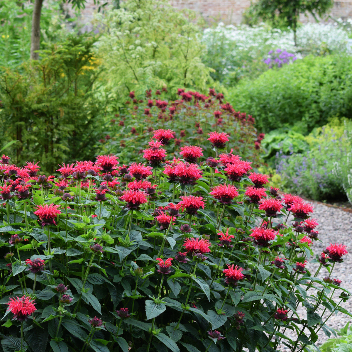 Monarda 'Cherry Pops'  - Sugar Buzz® 'Cherry Pops' Bee Balm