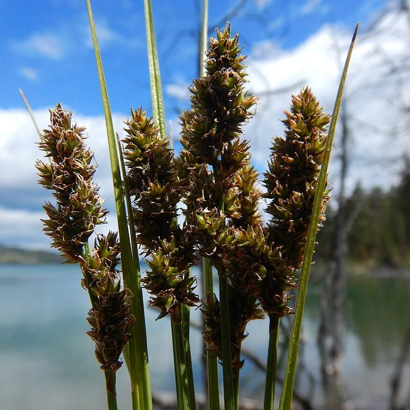 Carex vulpinoidea  - Fox Sedge
