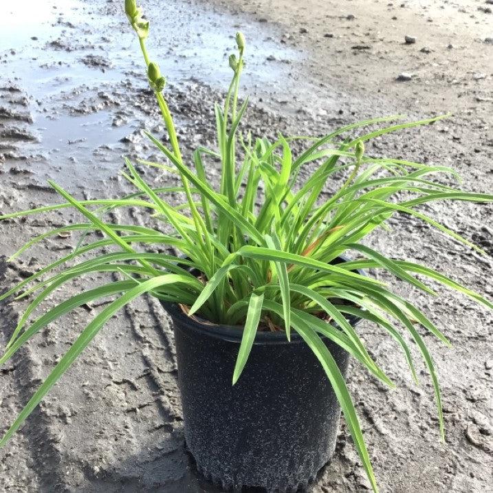 Hemerocallis 'Stella D'Oro'  - Stella de Oro Daylily