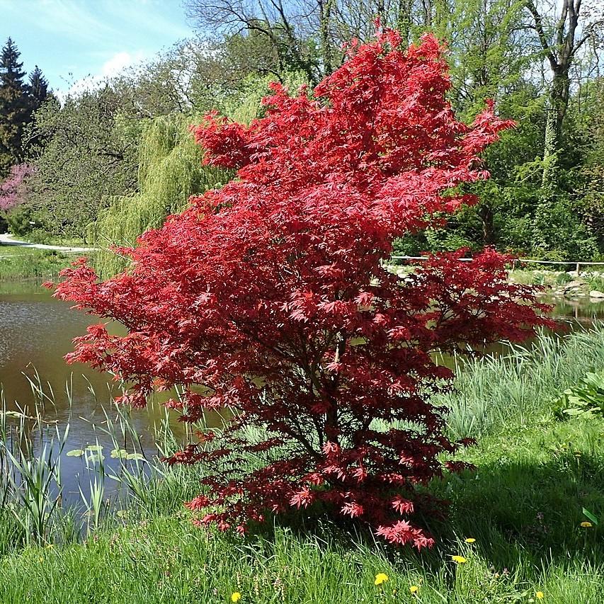Acer palmatum 'Bloodgood'  - Japanese Maple 'Bloodgood'
