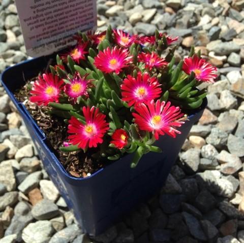 Delosperma cooperi 'Jewel of Desert Garnet'  - Jewel of Desert® Garnet Ice Plant