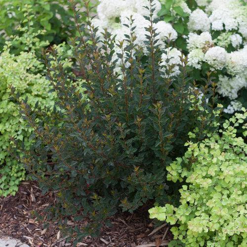 Physocarpus opulifolius 'SMNPOTW'  - Tiny Wine® Ninebark